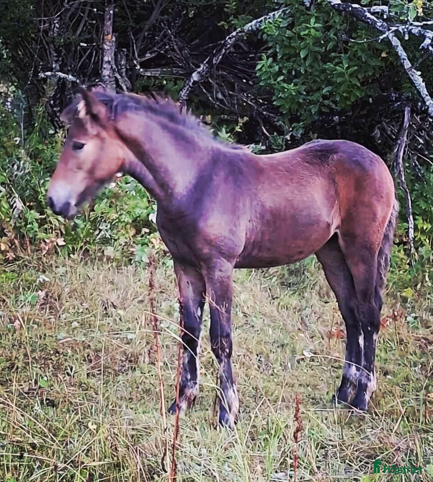  hästar Toppstammat kallblodsföl  i Brunflo - Annons 3