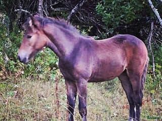 hästar Toppstammat kallblodsföl i Brunflo - Annons 1