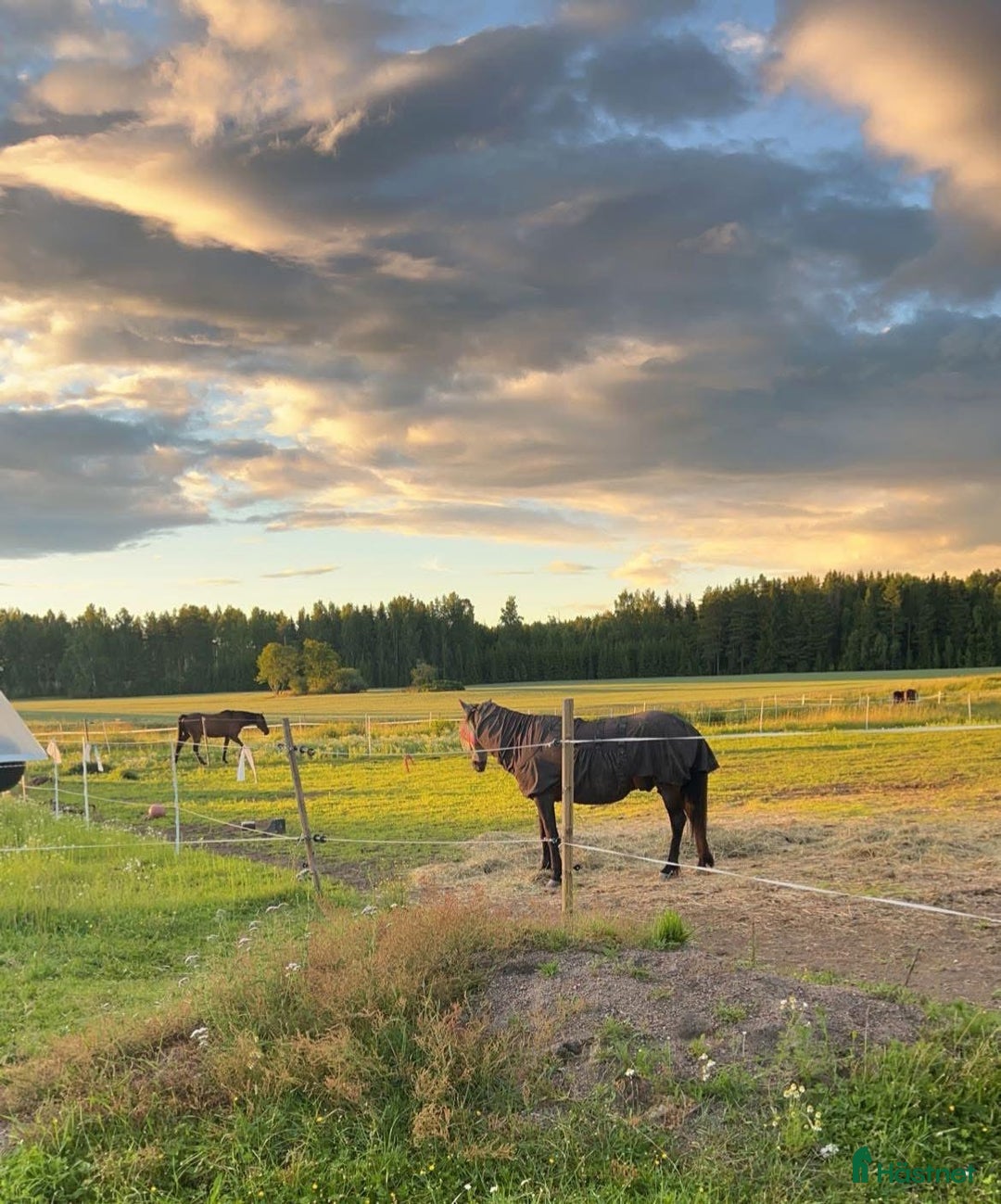  stallplats finnes: Lösdriftplats i Heby i Heby - Annons 2