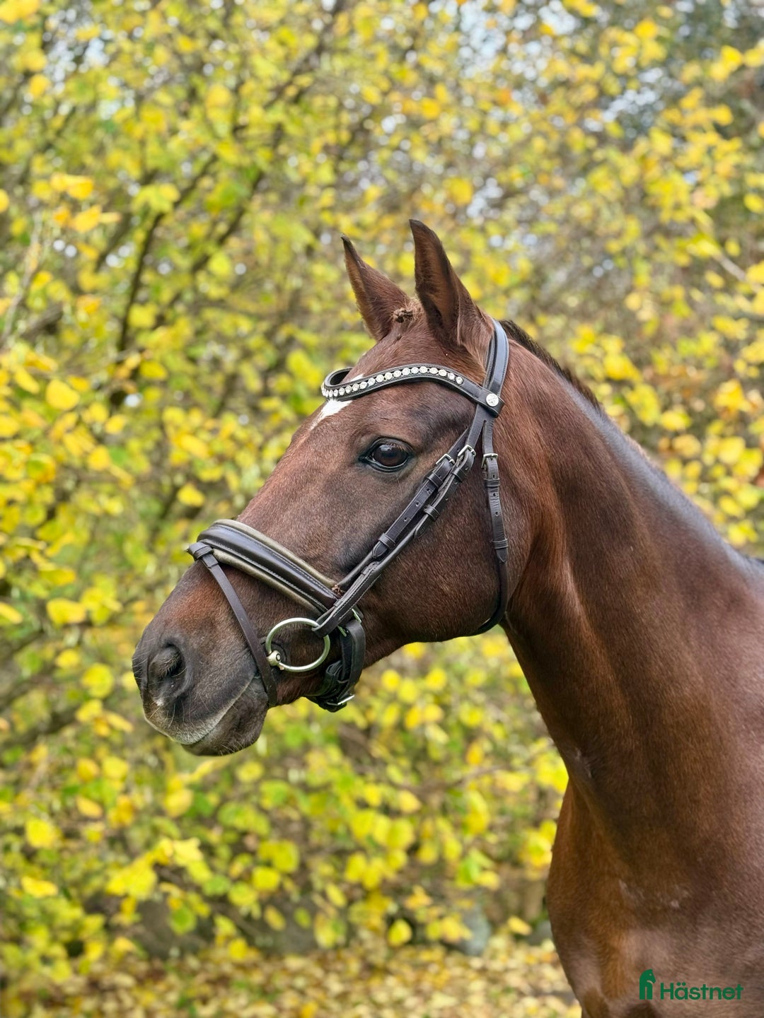 Träns hästutrustning till salu: Brunt Golden Medal dressyr träns  i Flyinge - Annons 1