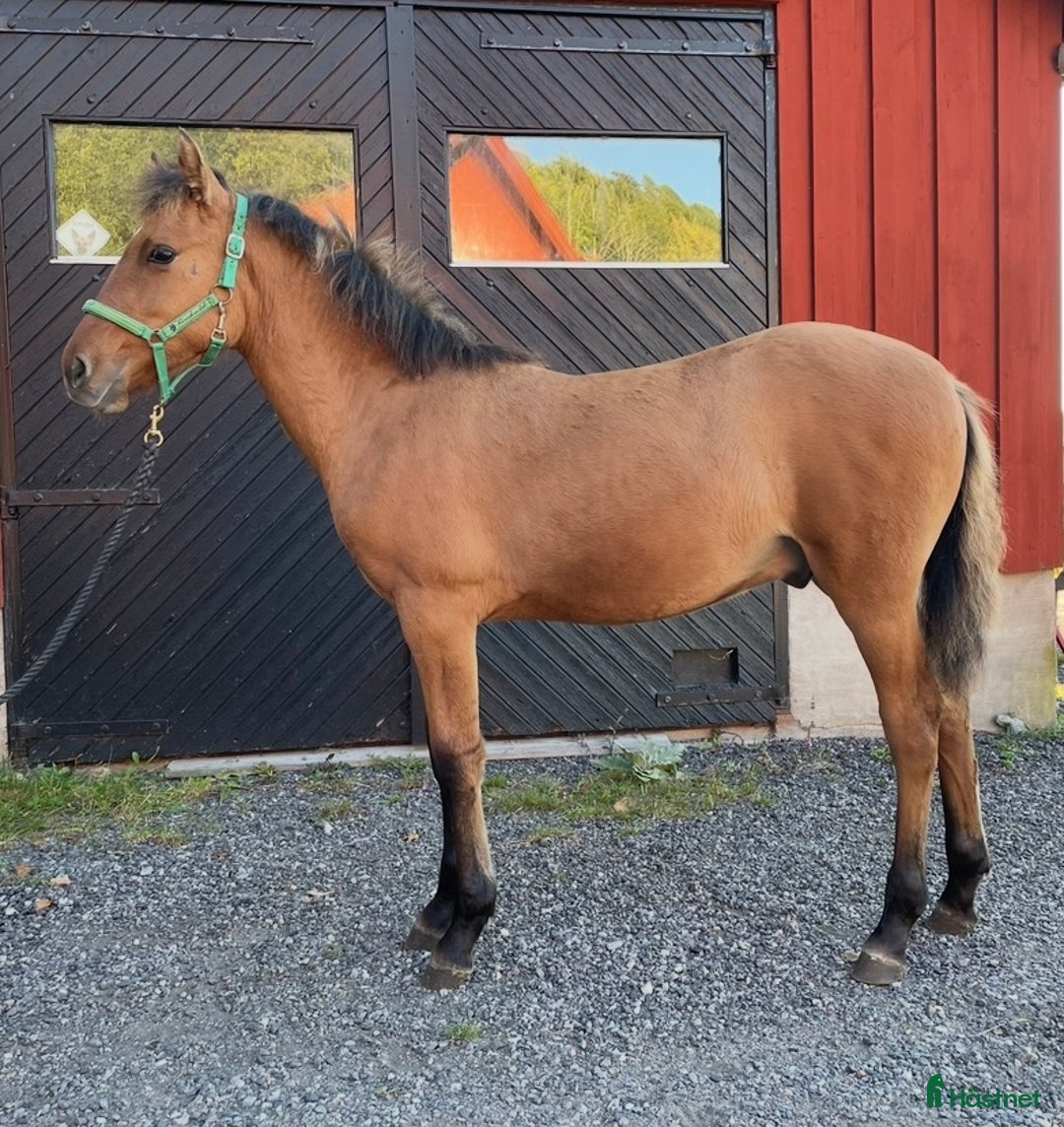 Allround hästar till salu: Kigermustang i Klövedal - Annons 4