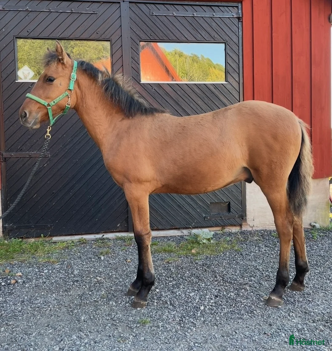 Allround hästar till salu: Kigermustang i Klövedal - Annons 4