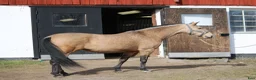  stallplats finnes: Boxplats i Almunge, Uppsala - Annons 1