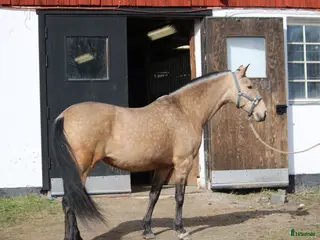 stallplats Boxplats i Almunge, Uppsala - Annons 2