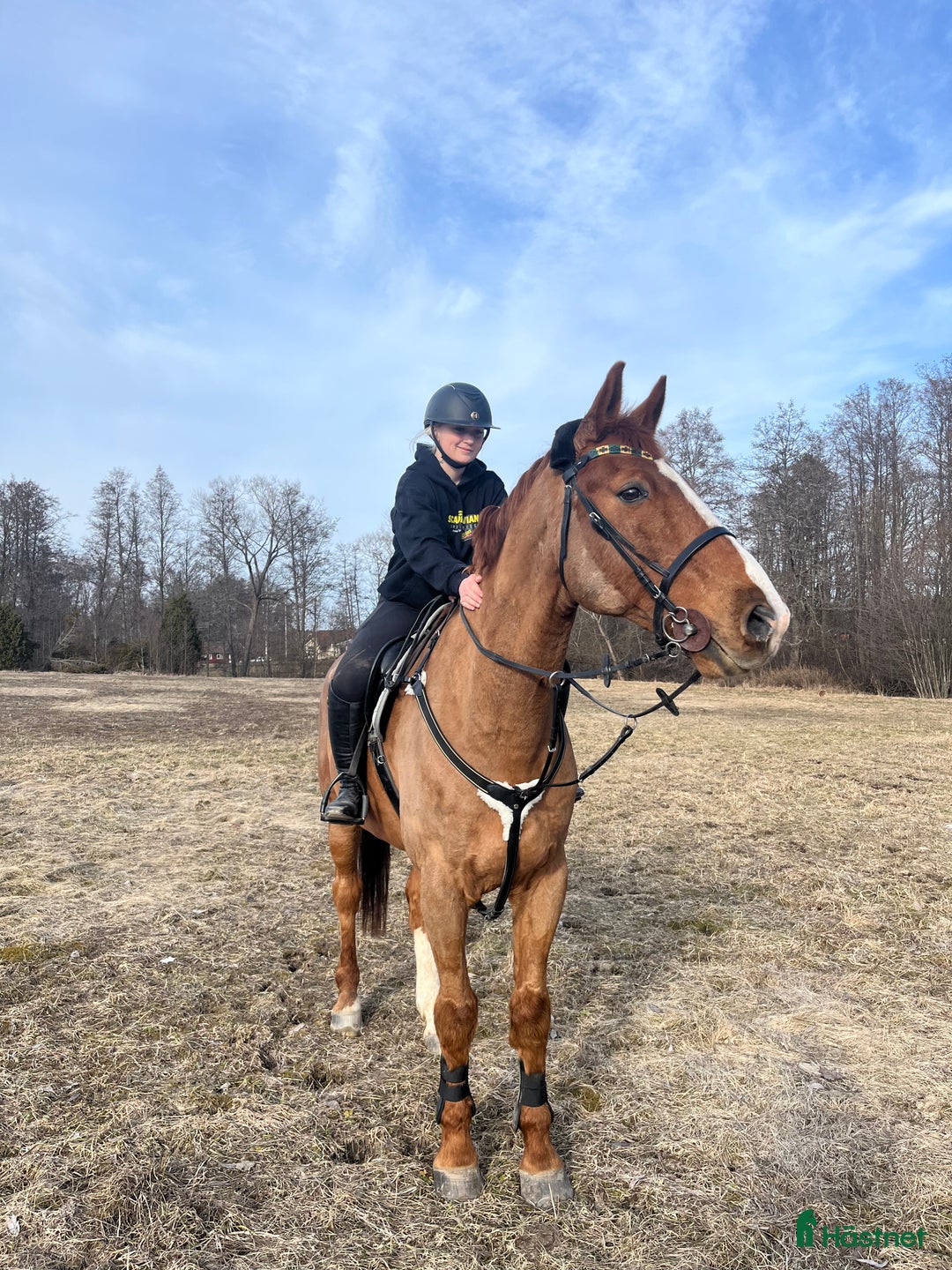  foderhäst sökes: Foderhäst (senare köp) sökes i Björklinge - Annons 1