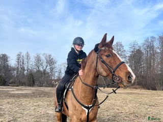 foderhäst Foderhäst (senare köp) sökes i Björklinge - Annons 10