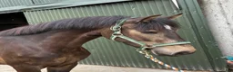 Allround hästar till salu: Selection of Connemara ponies  - Annons 10