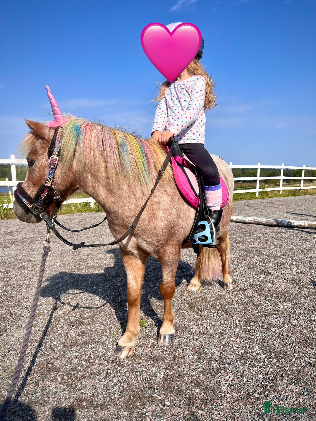 Allround hästar till salu: Rolig minikille i Nygård - Annons 3
