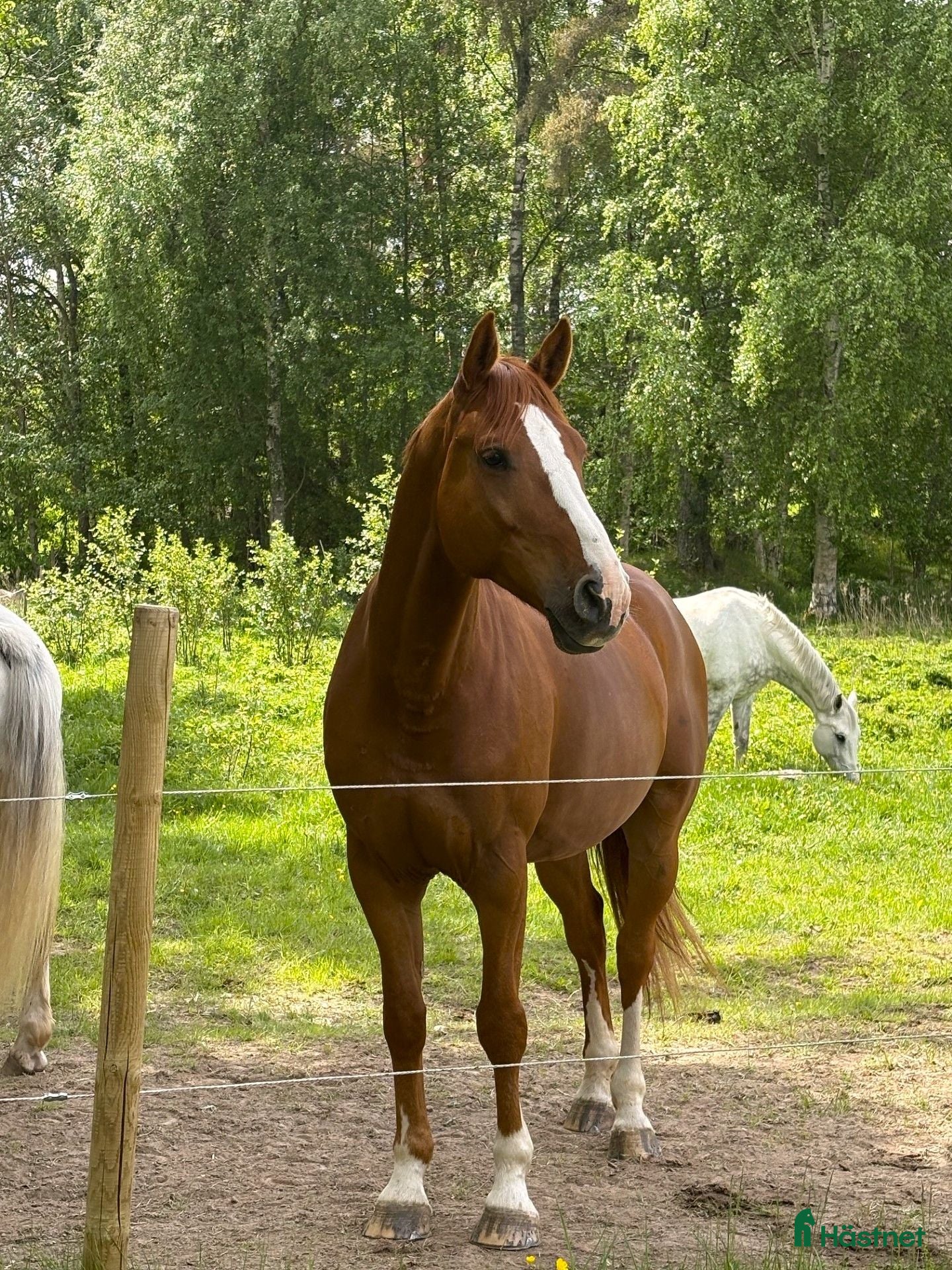  hästar Game Changer 9 årig valack med stor potential - Annons 1