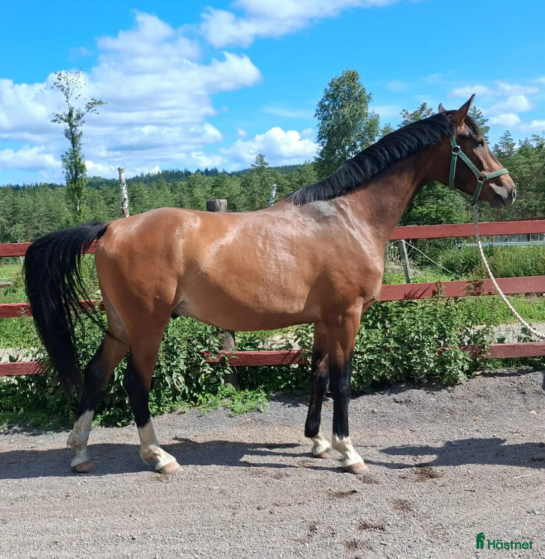 Allround hästar till salu: Halvblodsvalack 3 år - Annons 3