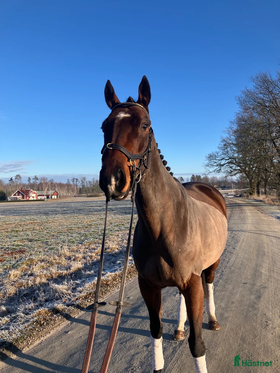 Allround hästar till salu: Mor/ dotter häst / bästa vän  i Skara - Annons 2