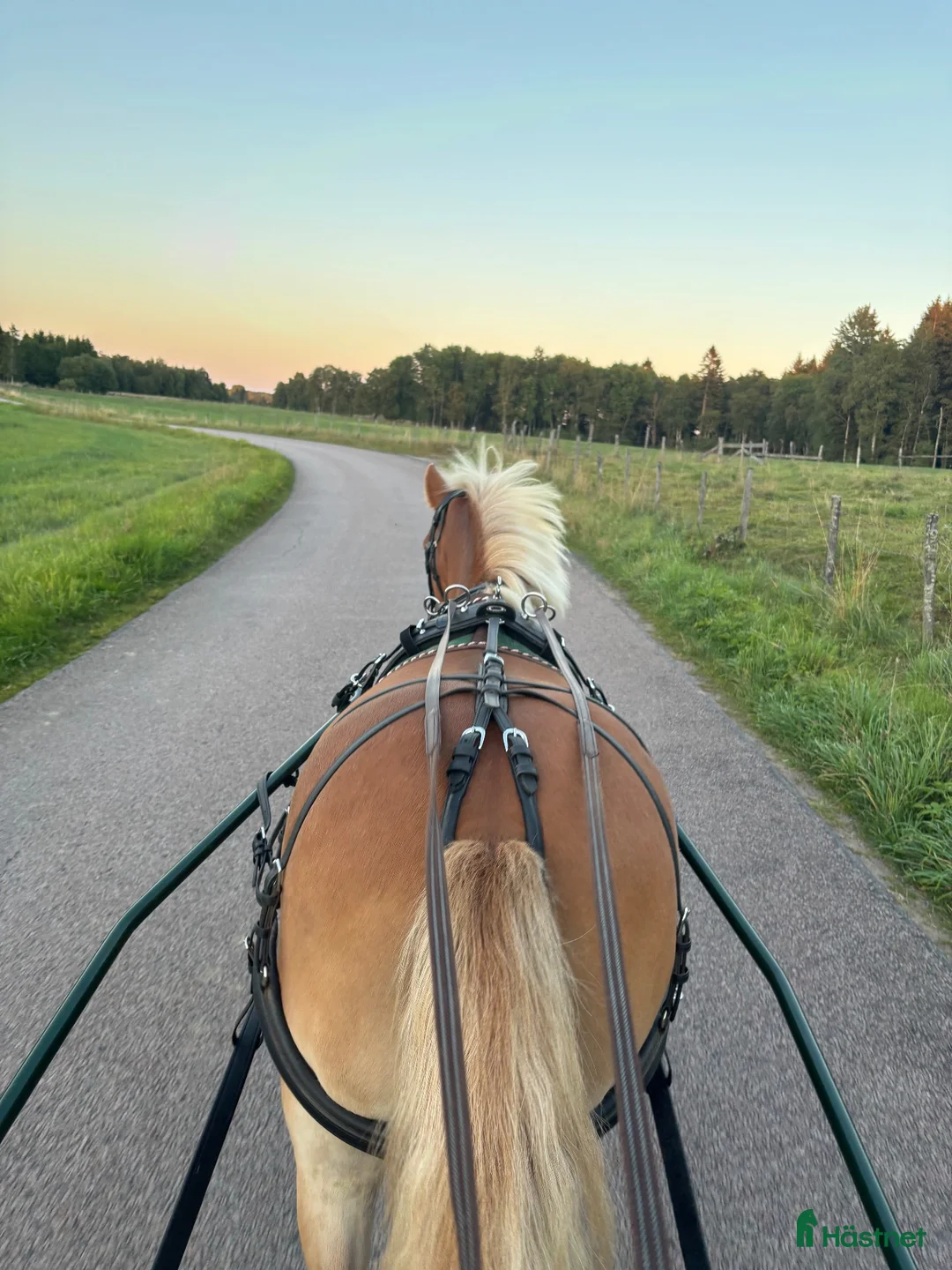 Allround hästar till salu: Trevlig allround kompis! i Klippan - Annons 5
