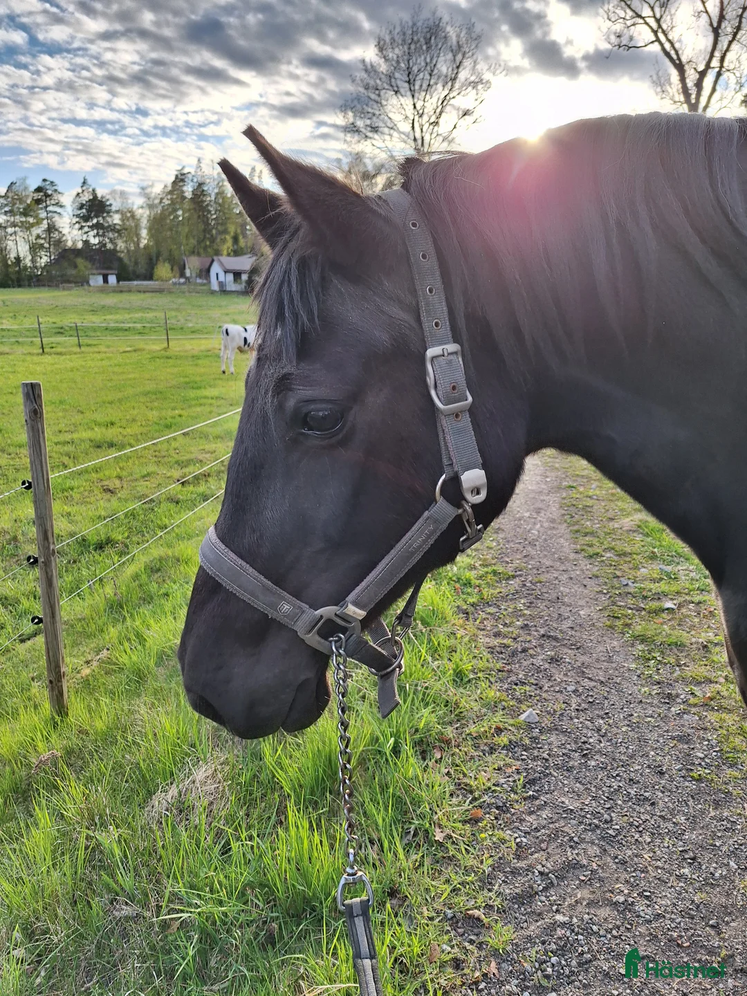 Allround hästar till salu: Supersnygg svart ponny med potential  i Ekolsund - Annons 5
