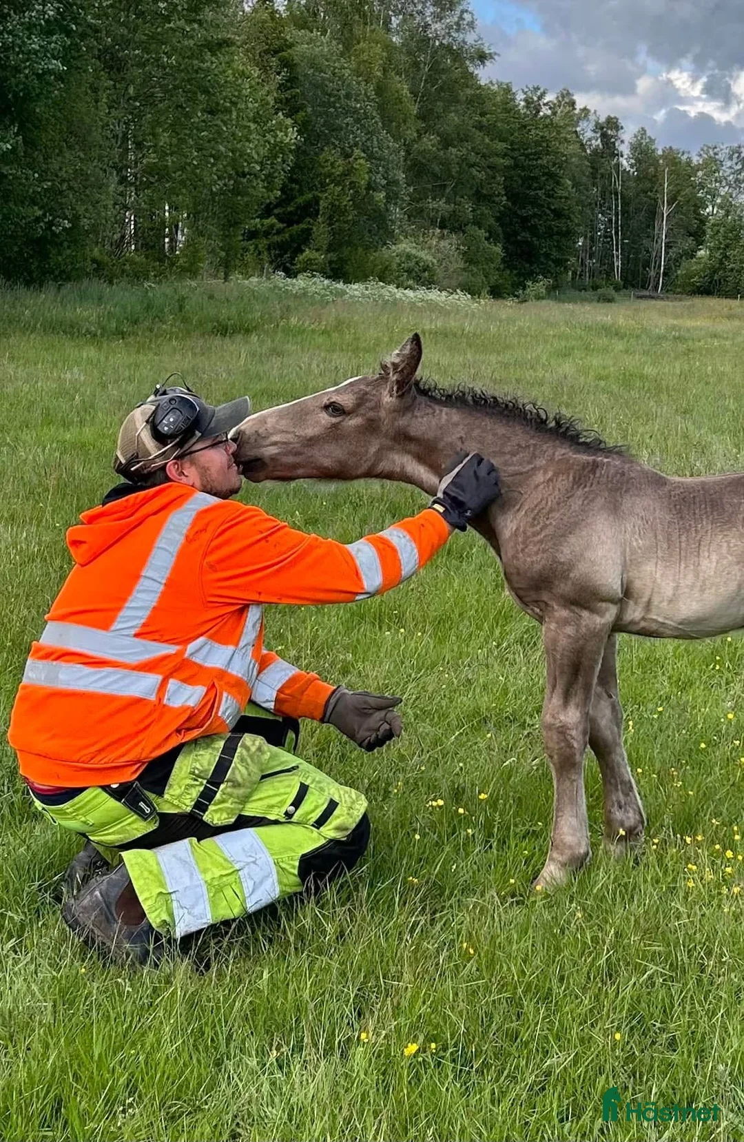 Allround hästar till salu: Svart ardennerhingst - Annons 5