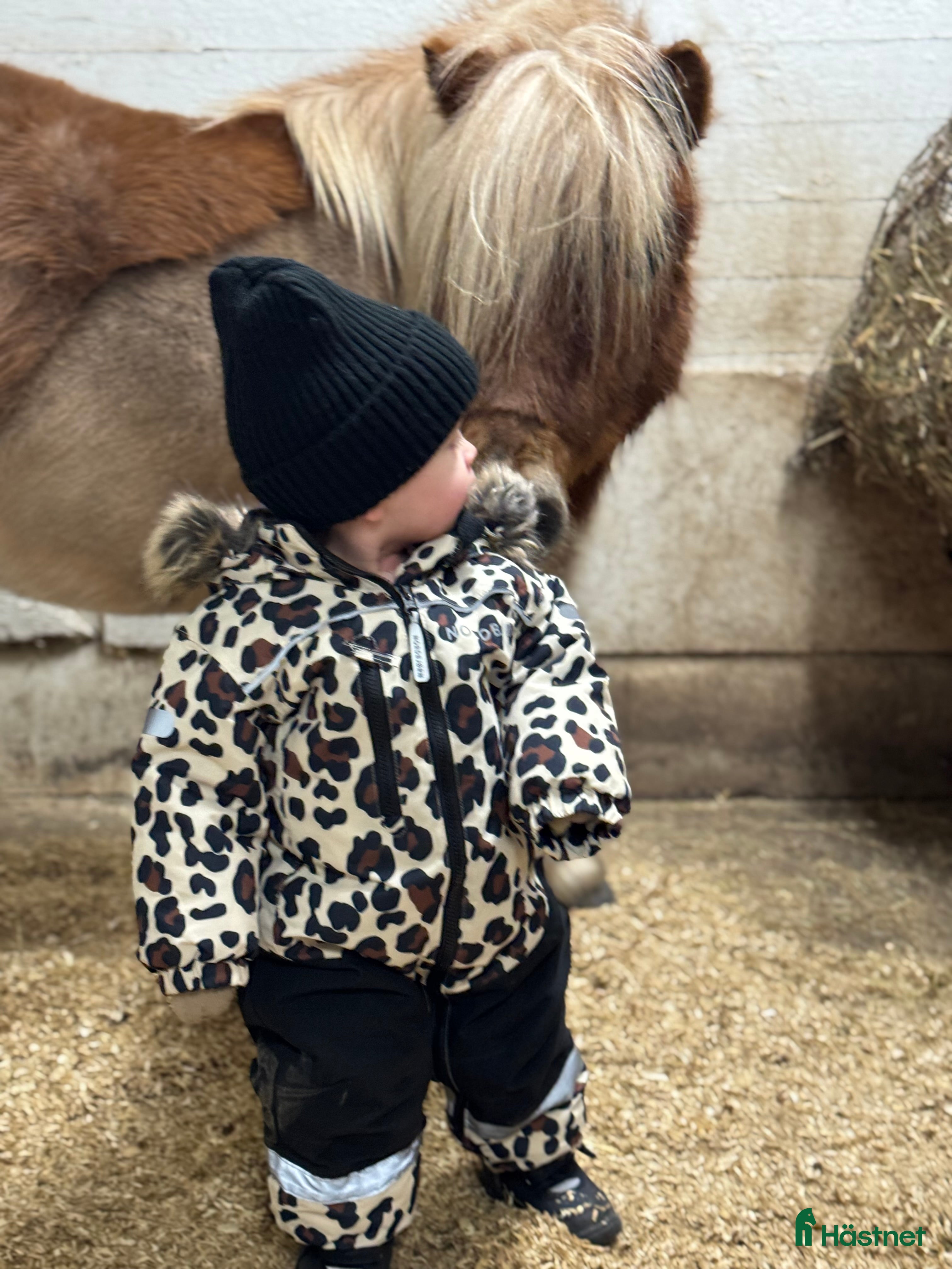 Allround hästar till salu: Älskade ponny  - Annons 1
