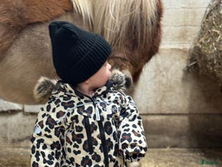 hästar Älskade ponny - Annons 3