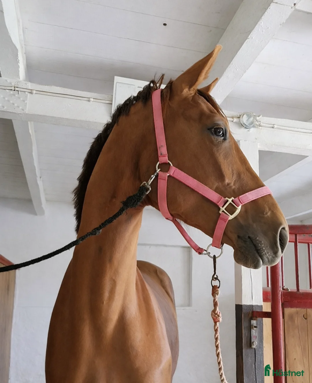 Dressyr hästar till salu: Snäll häst med stor gång och tävlingspotential - Annons 1