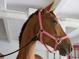 hästar Snäll häst med stor gång och tävlingspotential - Annons 6