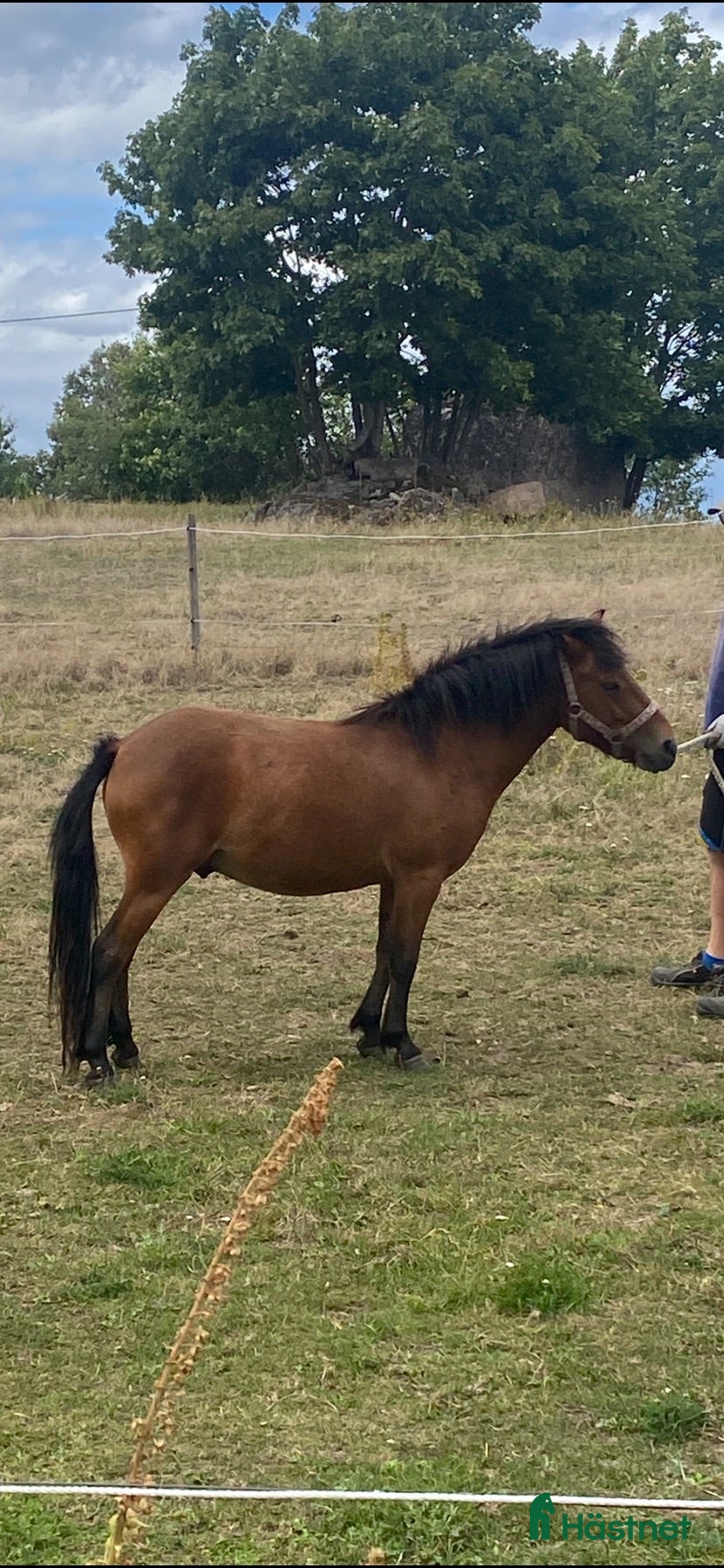  hästar Trevlig hingst - Annons 5