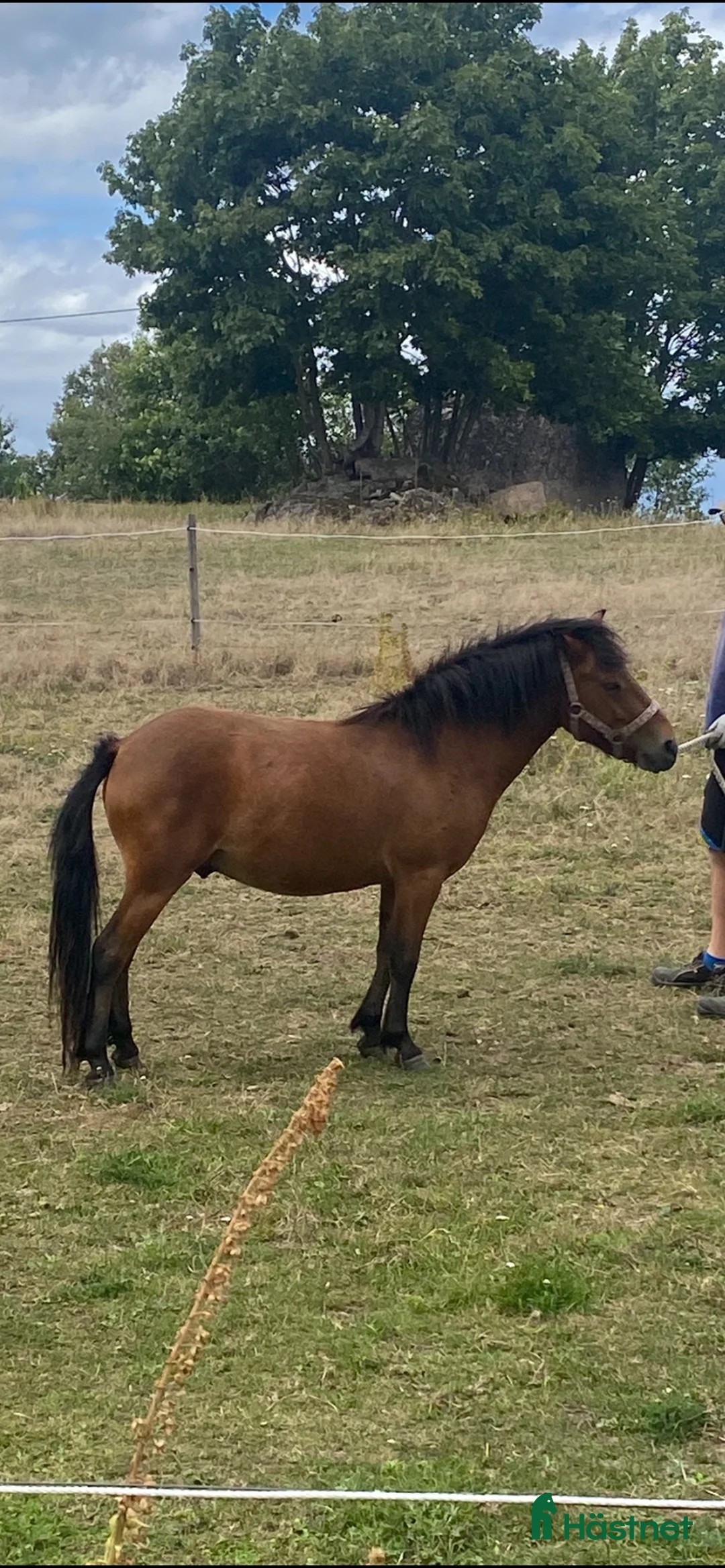 Allround hästar till salu: Trevlig hingst - Annons 1