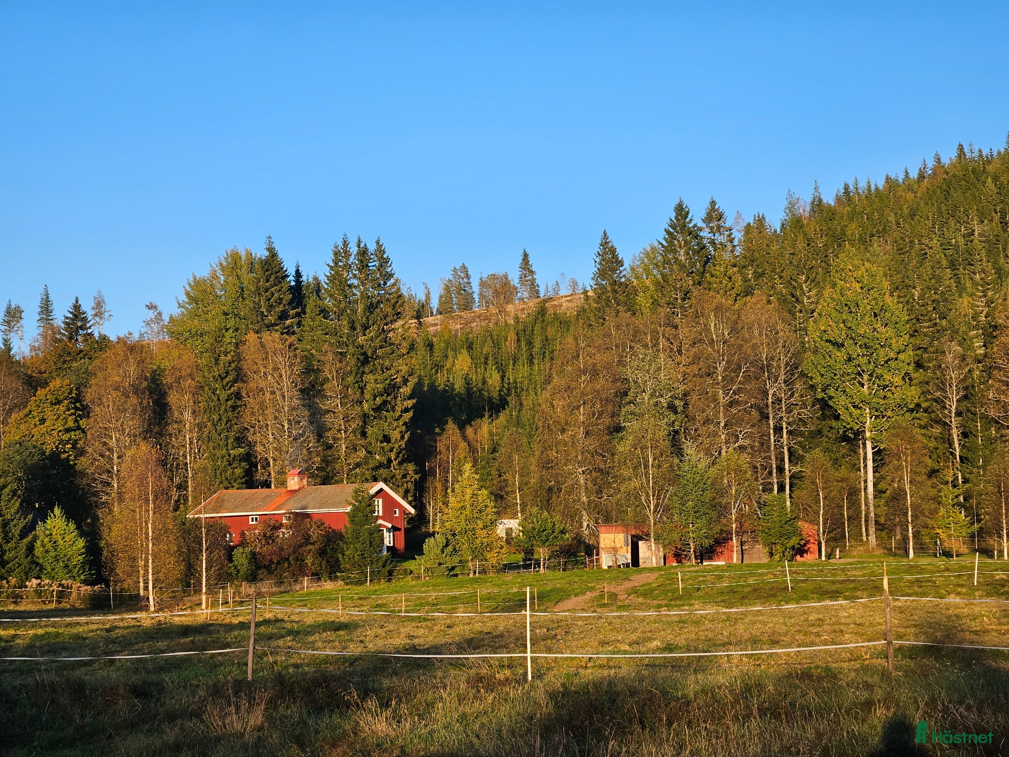  hästar Häst sökes  - Annons 15