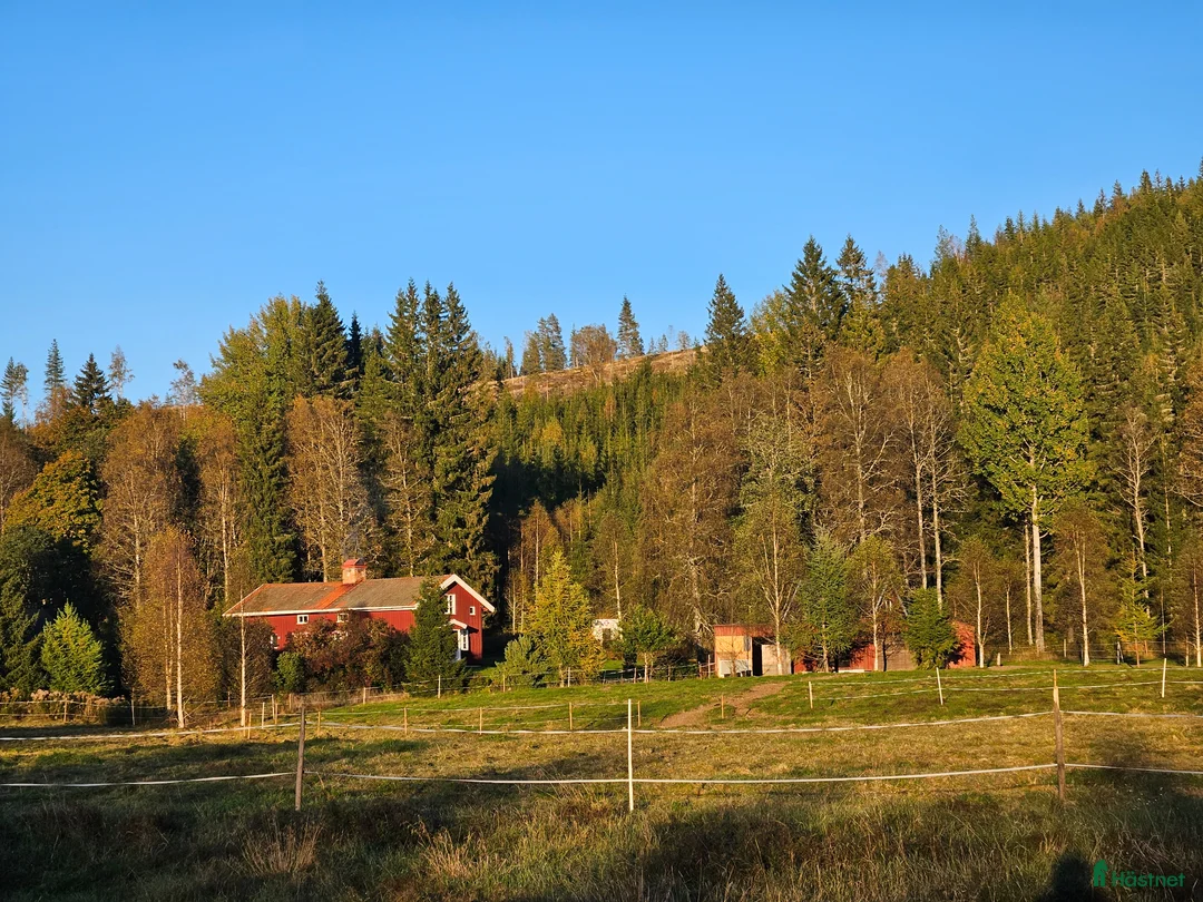 Allround hästar sökes: Häst sökes  - Annons 1