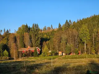 hästar Ridkompis eller avelssto, sökes - Annons 4