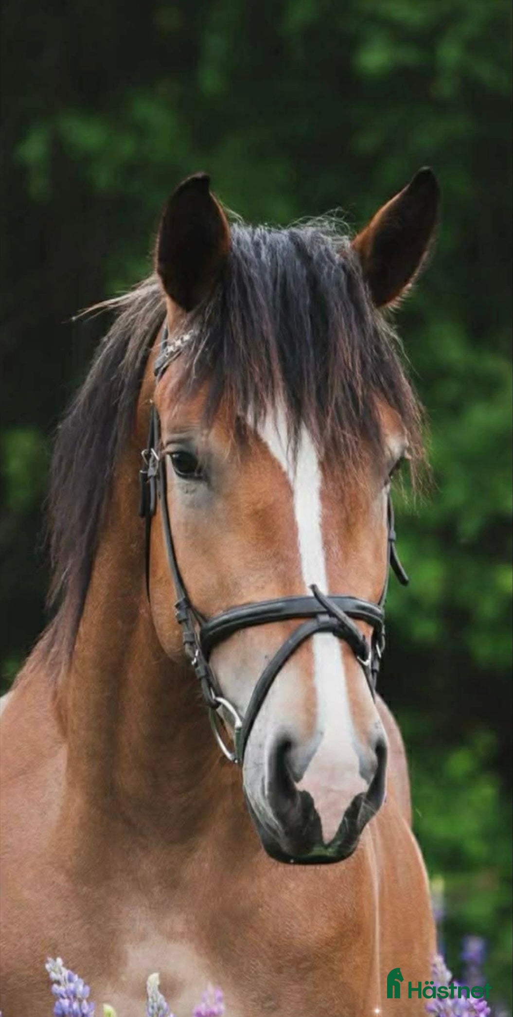  hästar Snällt kallblod - Annons 1