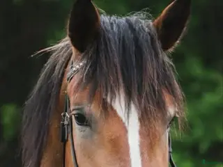 hästar Snällt kallblod - Annons 1