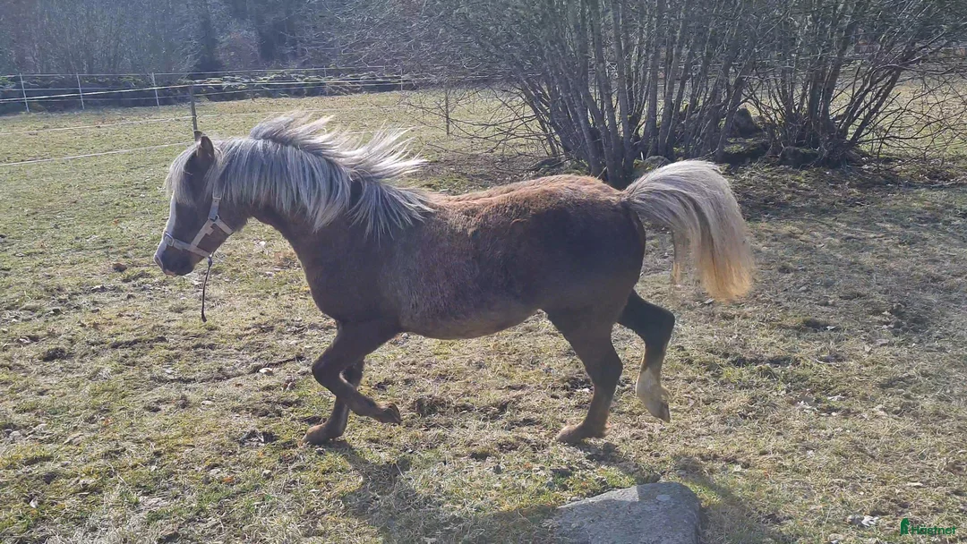 Allround hästar till salu: Welsh mountain sto - Annons 2