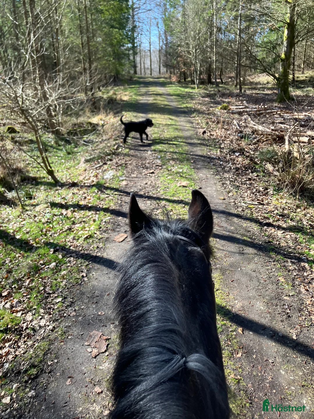  stallplats finnes: Stallplats - Annons 2