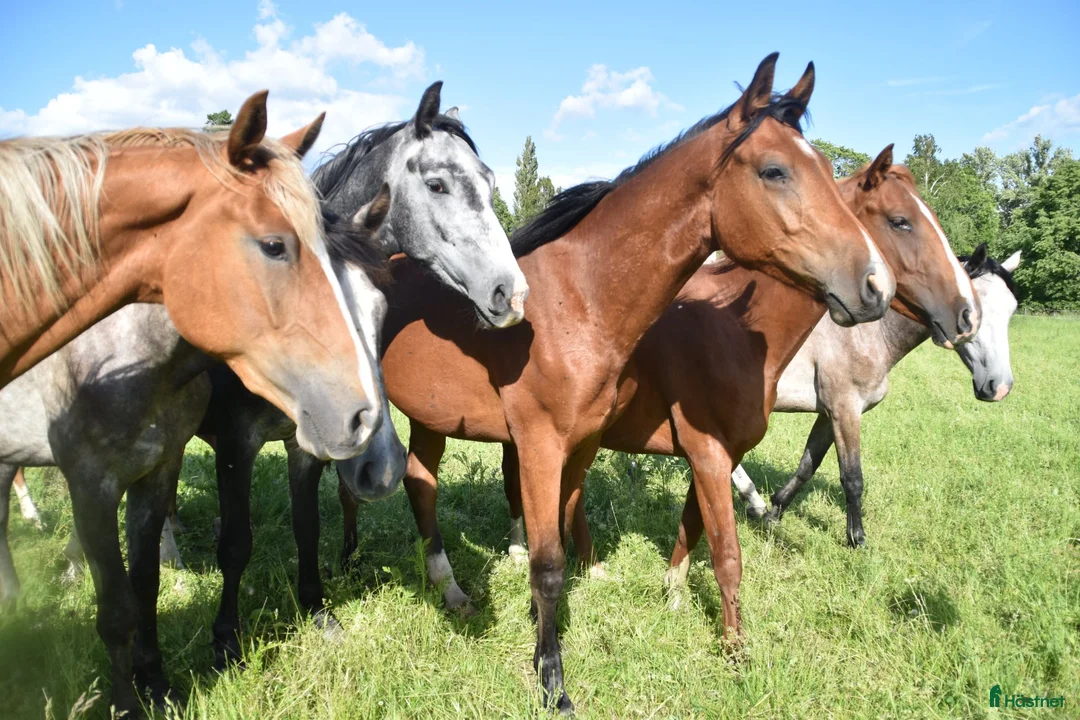Hoppning hästar till salu: He.Ro Stud SUMMER SALE ! - Annons 28