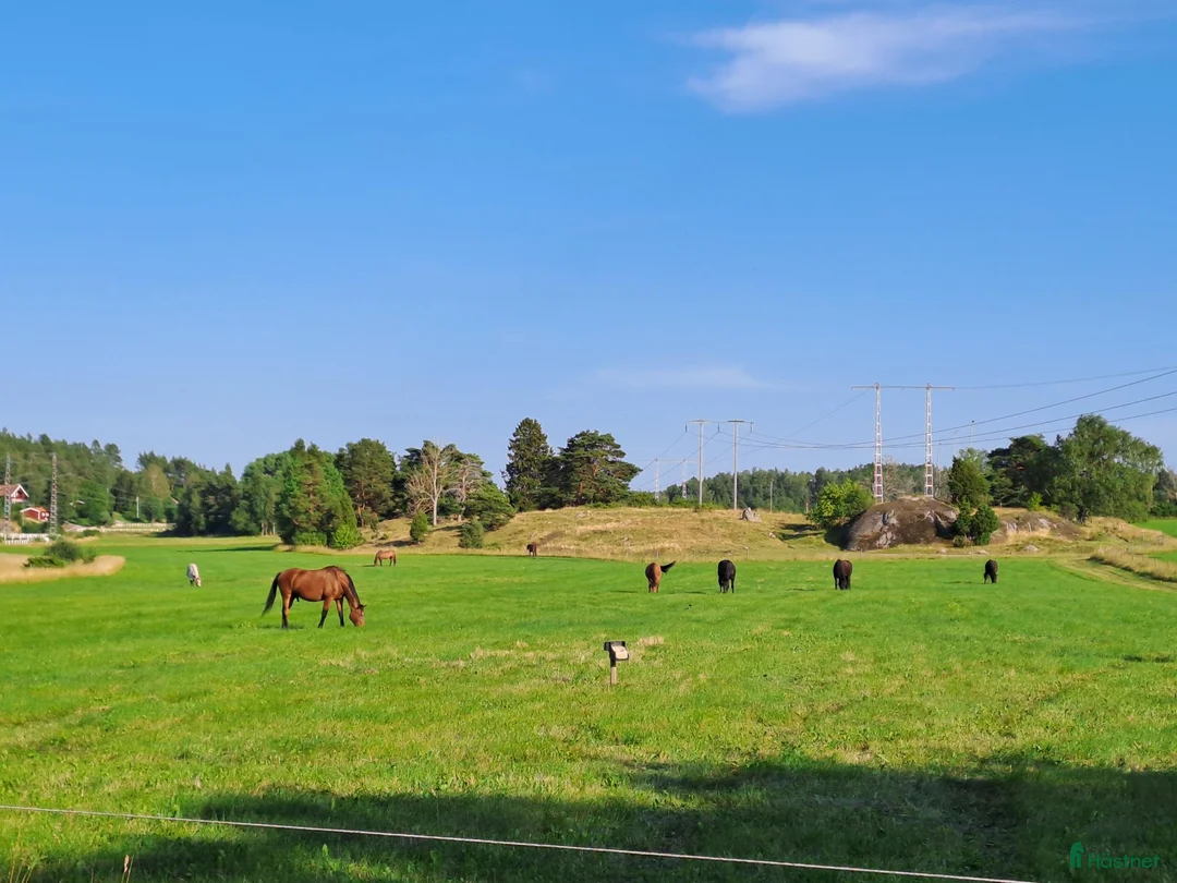  stallplats finnes: Boxplatser och lösdriftplatser lediga i Bro - Annons 6