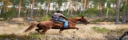 Allround hästar till salu: Rolig bästavän söker fodervärd - Annons 7