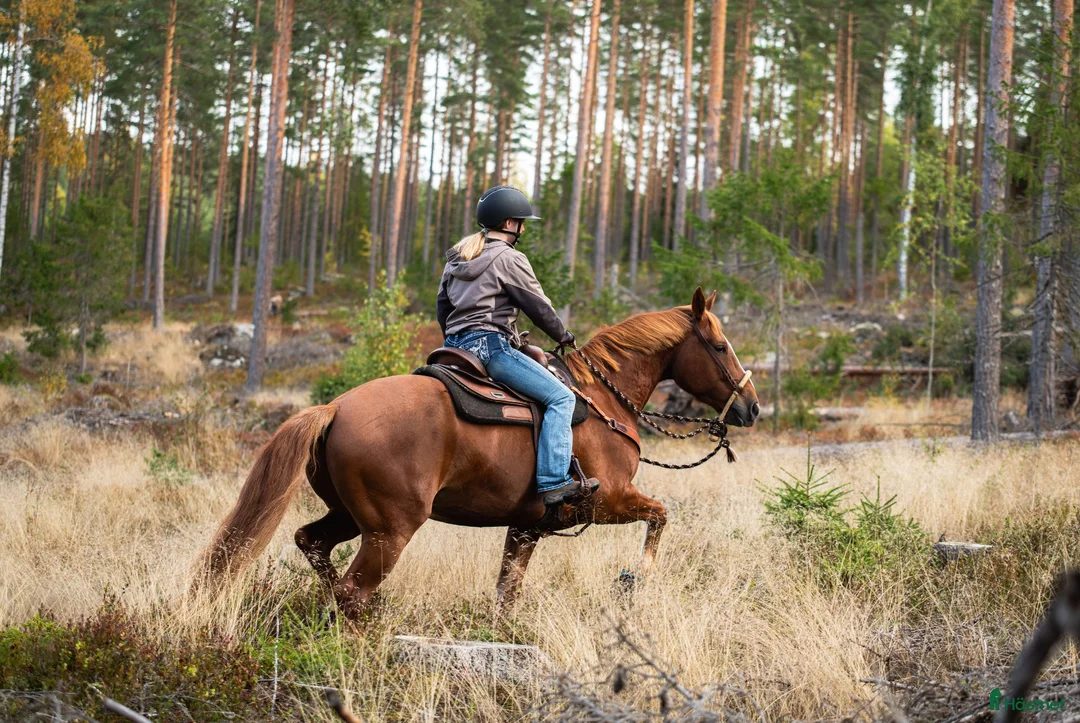 Allround hästar till salu: Rolig bästavän söker fodervärd - Annons 7