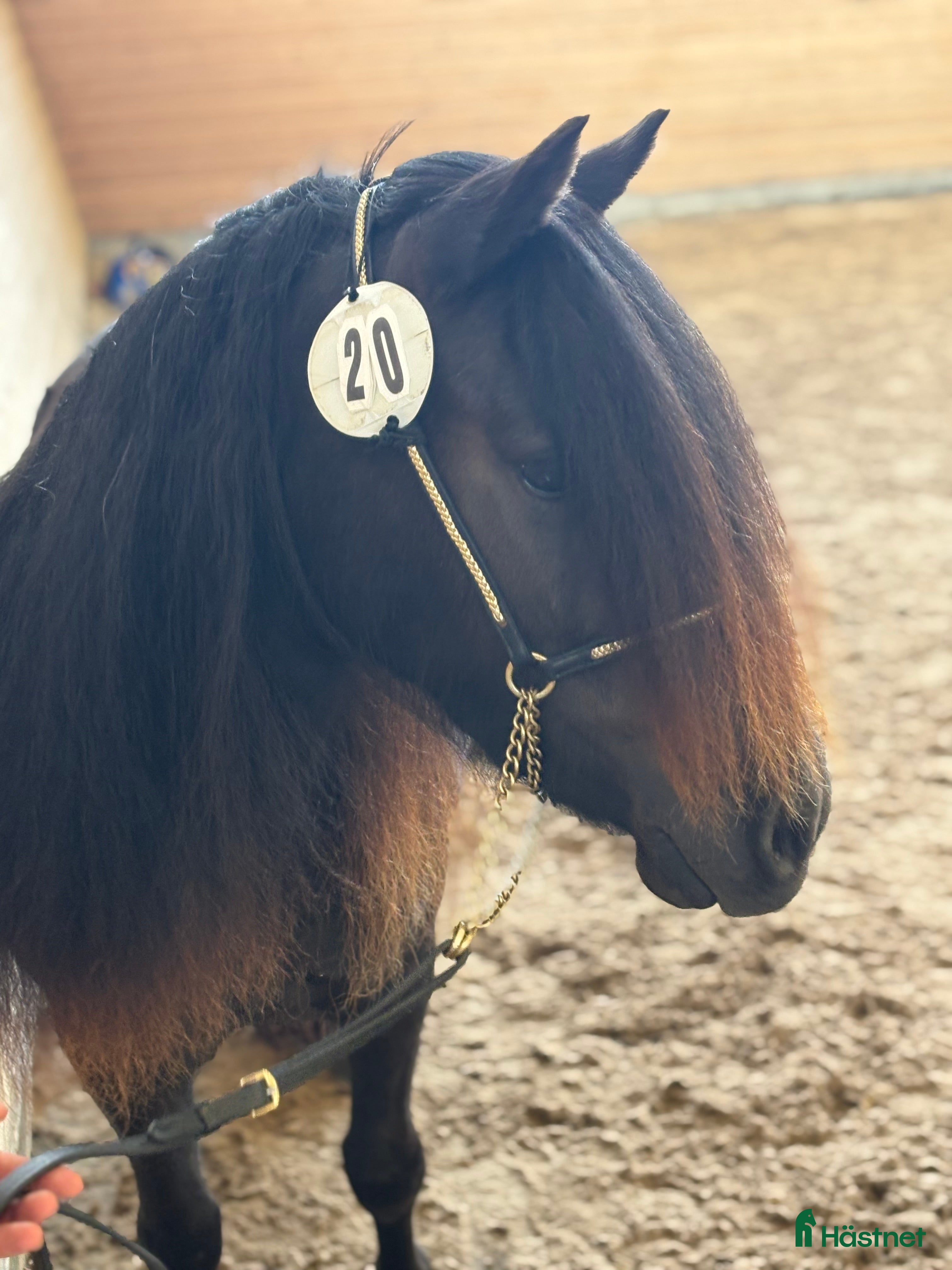  hästar Unghästar  i Norrtälje - Annons 3