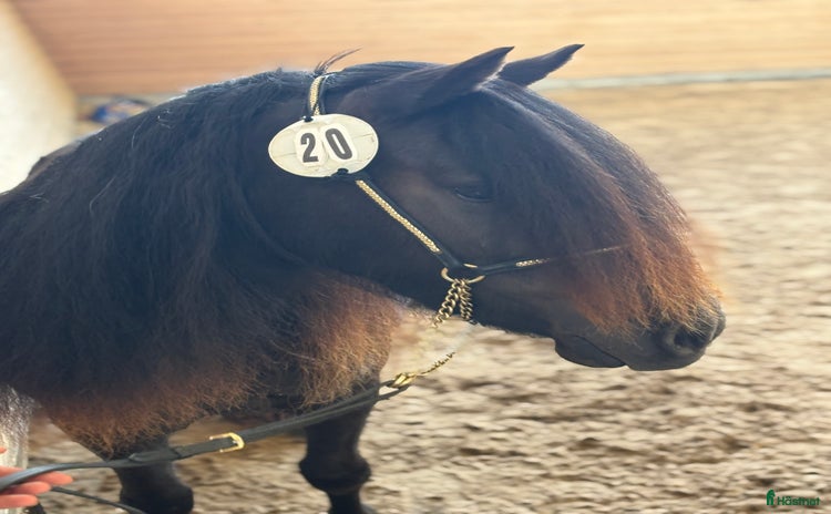  hästar Unghästar  i Norrtälje - Annons 13