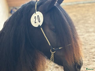 hästar Unghästar i Norrtälje - Annons 2