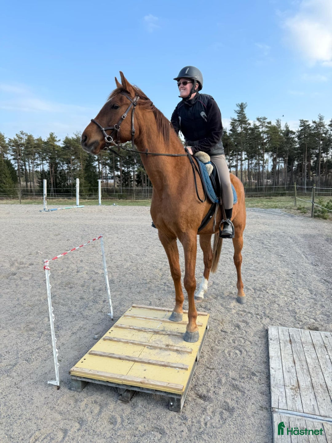 Allround hästar till salu: Angloarab  i Vislanda - Annons 6