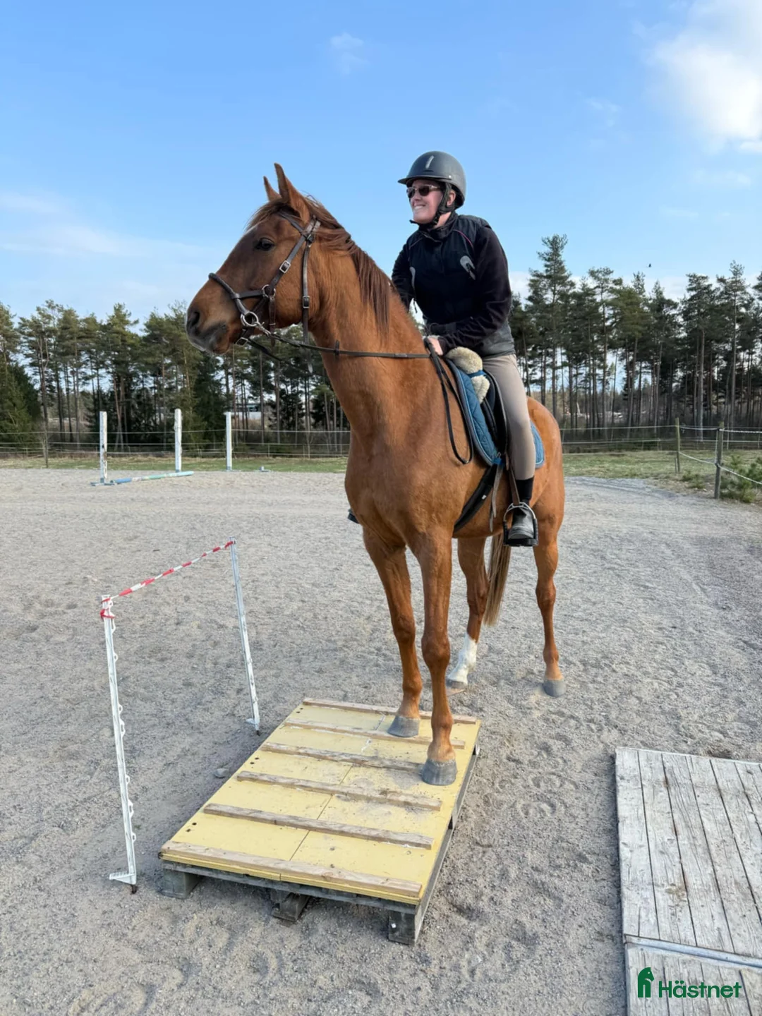 Allround hästar till salu: Angloarab  i Vislanda - Annons 6