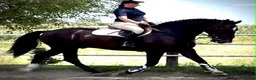 Allround hästar till salu: 6 yo Silesian Gelding–Family & Recreational Horse - Annons 6