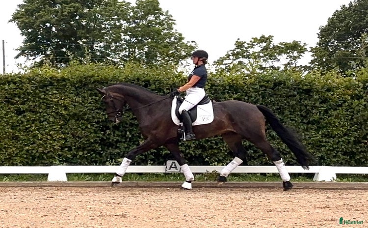  hästar i Bjuv - Annons 8