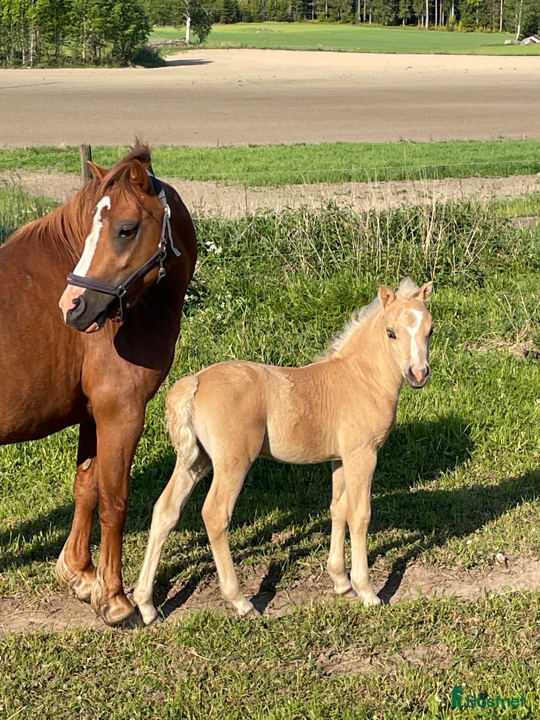 Allround hästar till salu: 4-årigt supersocialt Welsh Mountainsto! i Heby - Annons 5