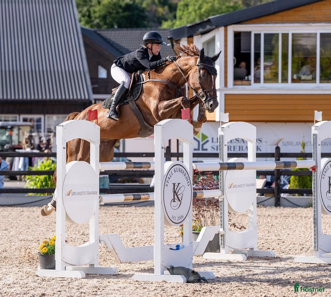 Hoppning hästar till salu: Fantastisk spranghest i Vesterøy - Annons 2