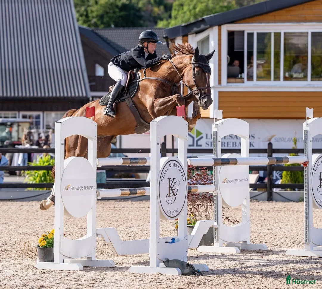 Hoppning hästar till salu: Fantastisk spranghest i Vesterøy - Annons 2