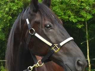 medryttarhäst finnes: Medryttare/pysslare/kusk sökes borås i Borås - Annons 13