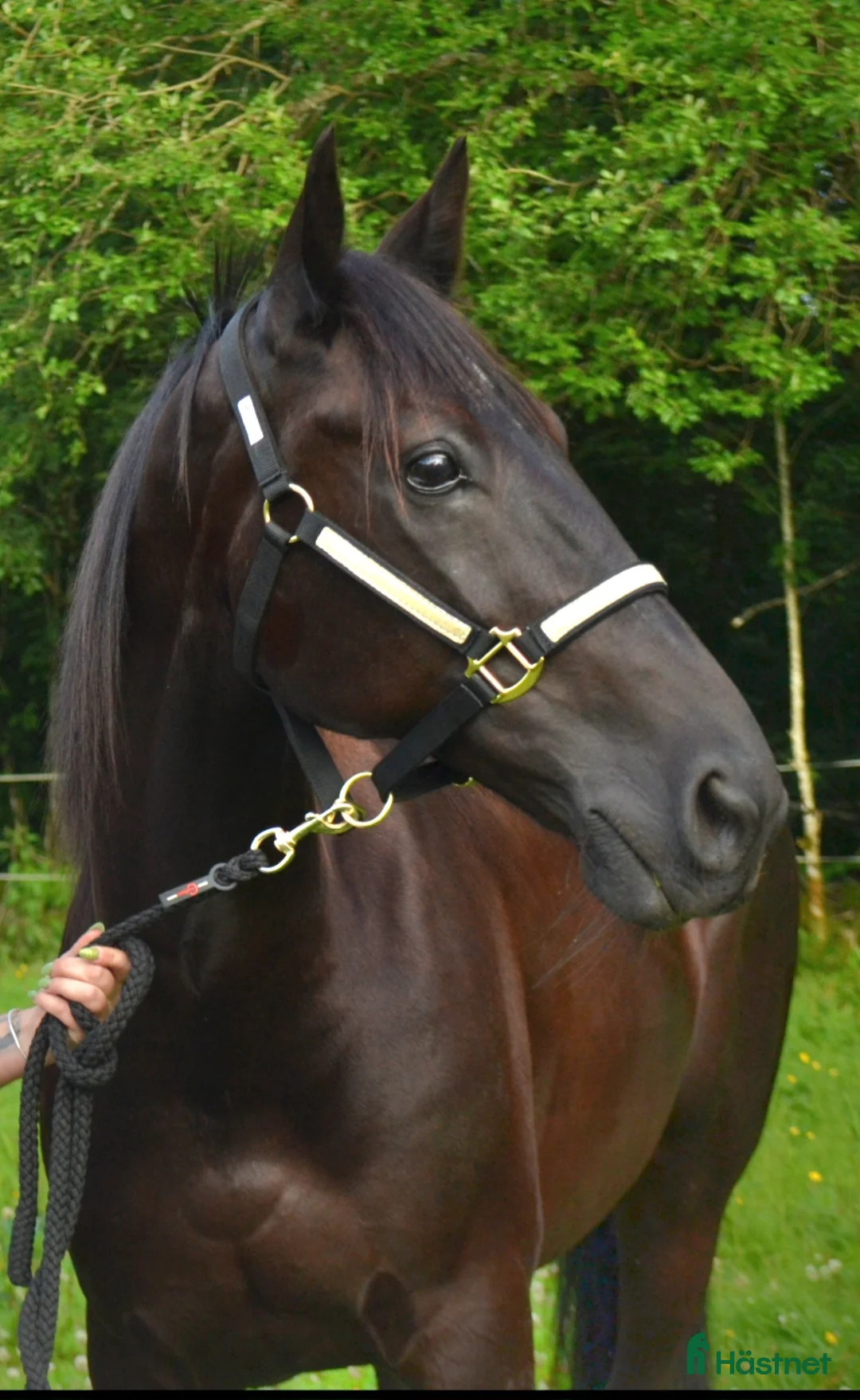 medryttarhäst finnes: Medryttare/pysslare/kusk sökes borås i Borås - Annons 1