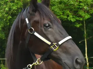 medryttarhäst finnes: Medryttare/pysslare/kusk sökes borås i Borås - Annons 18