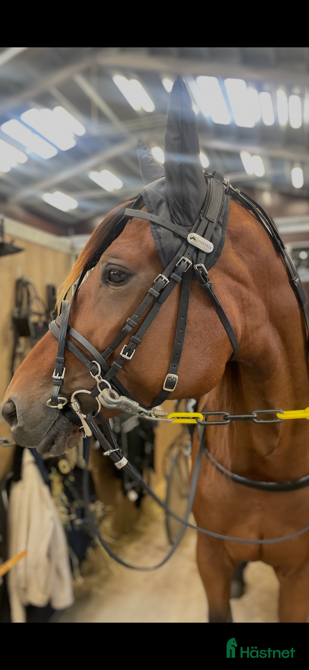 Trav hästar till salu: Starthäst  i Nossebro - Annons 2