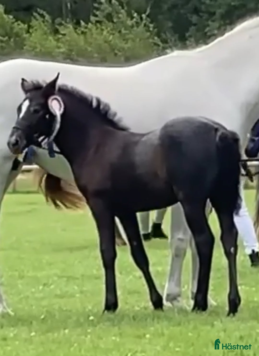 Allround hästar till salu: Välhanterad connemara i Getinge - Annons 5